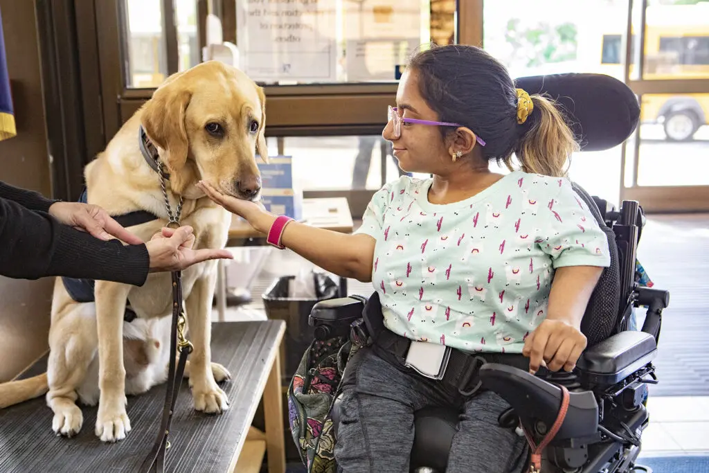 A person with a disability at the Viscardi Center pets a labrador retriever.